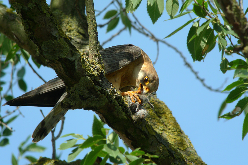 Falco Cuculo e Arvicola in Digiscoping